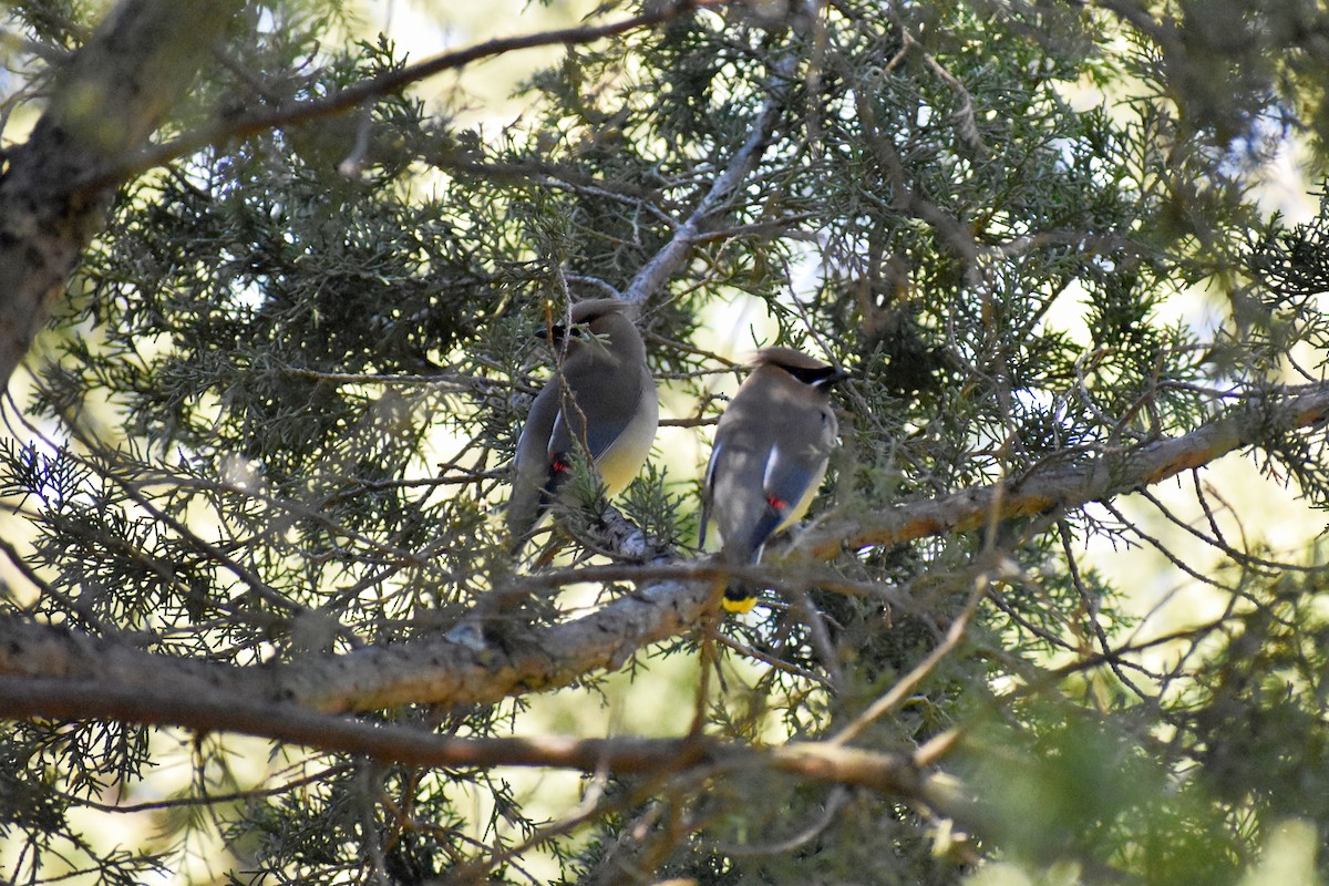 Cedar Waxwing - Katy Banning