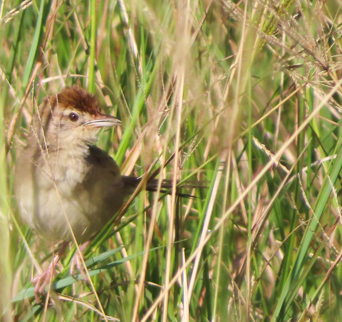 Tawny Grassbird - ML431335531