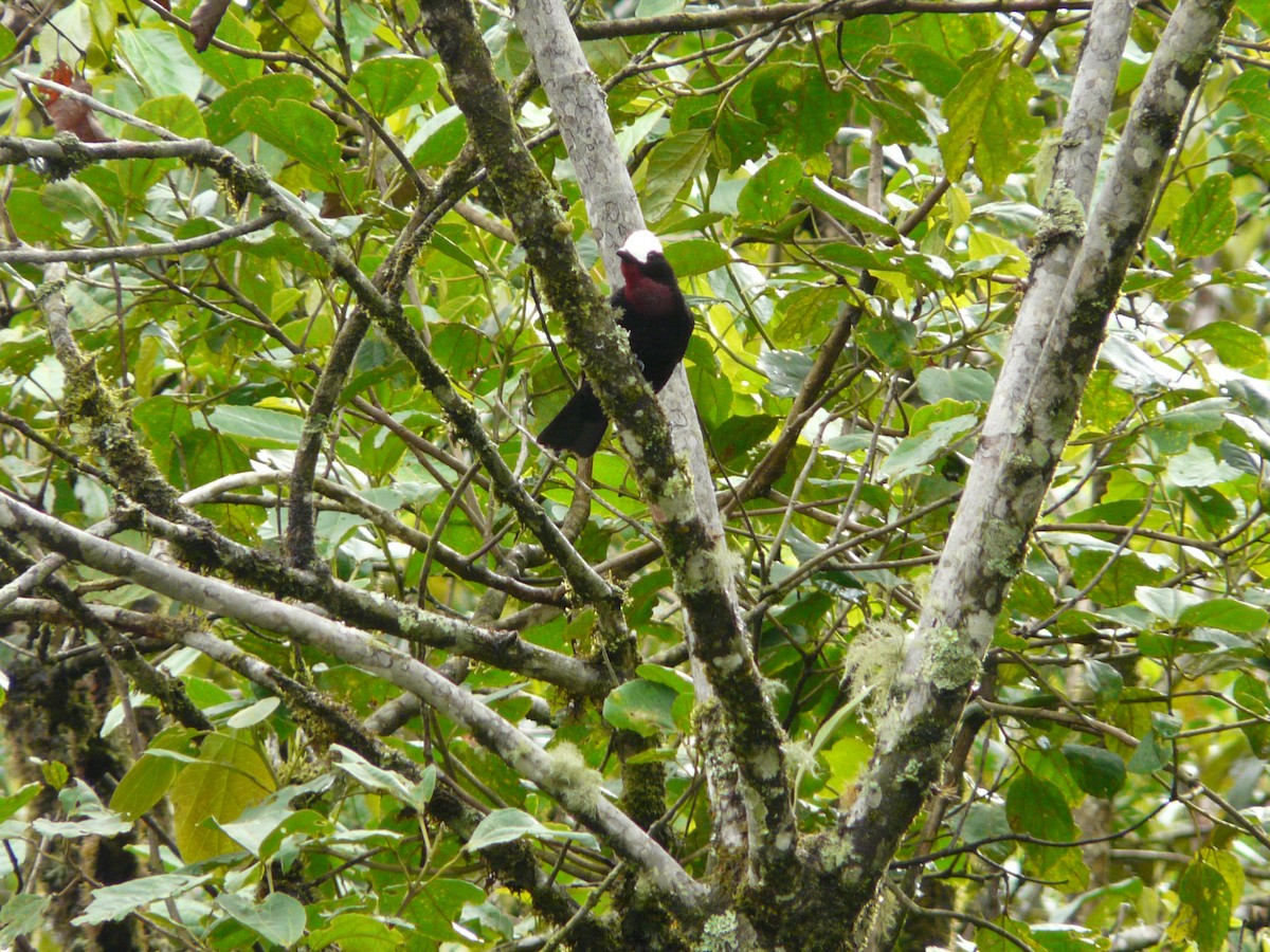 White-capped Tanager - Bill Crins
