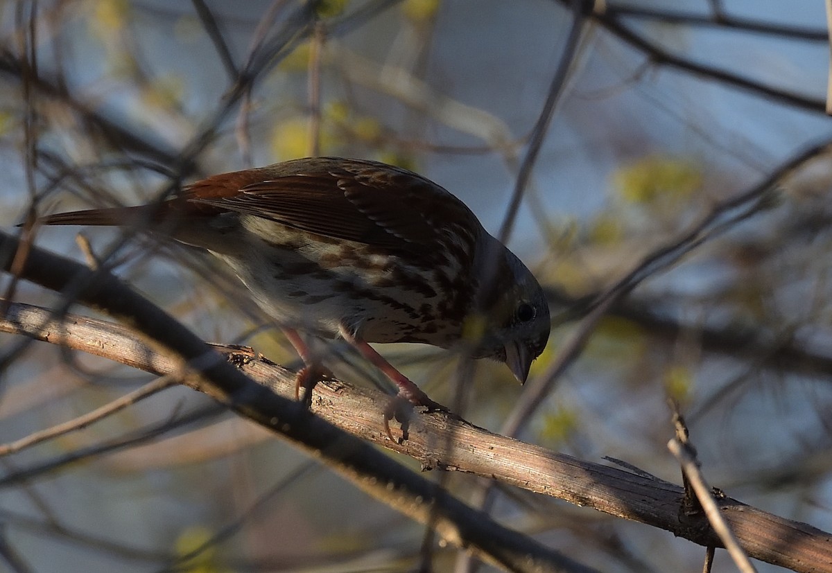 Fox Sparrow - ML431336691