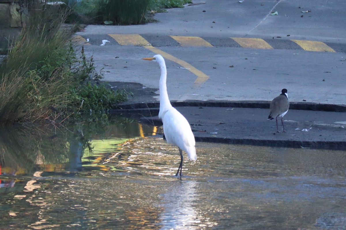 Great Egret - Paul Rowan