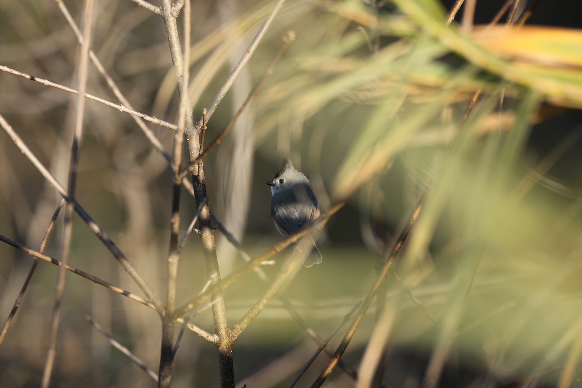Black-crested Titmouse - ML43133981