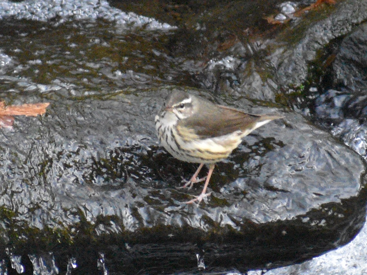 Louisiana Waterthrush - ML431340481