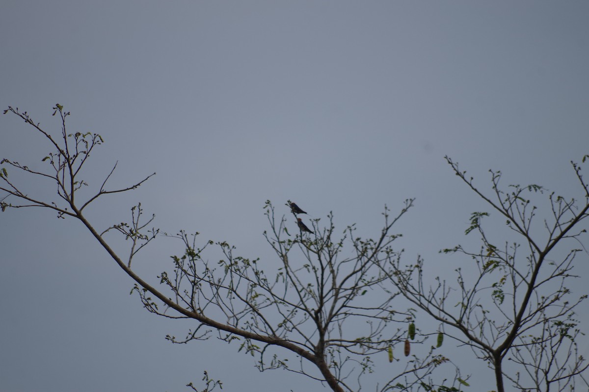 Lesser Striped Swallow - ML431340821