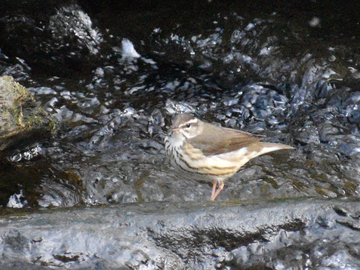 Louisiana Waterthrush - ML431340911