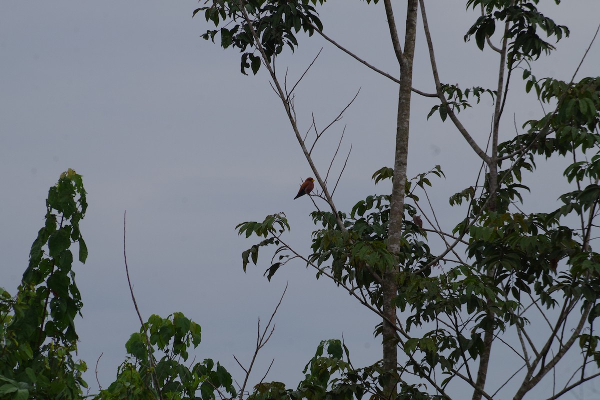 šírozobec skořicový - ML431340931