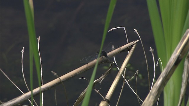 Dot-tailed Whiteface - ML431341