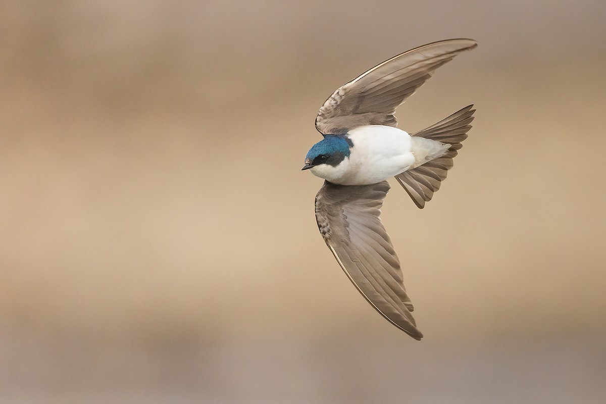 Tree Swallow - ML431341431