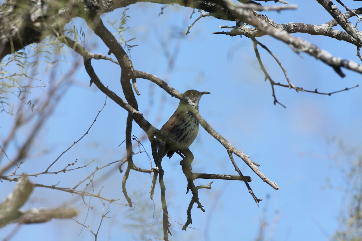 Long-billed Thrasher - ML43134161