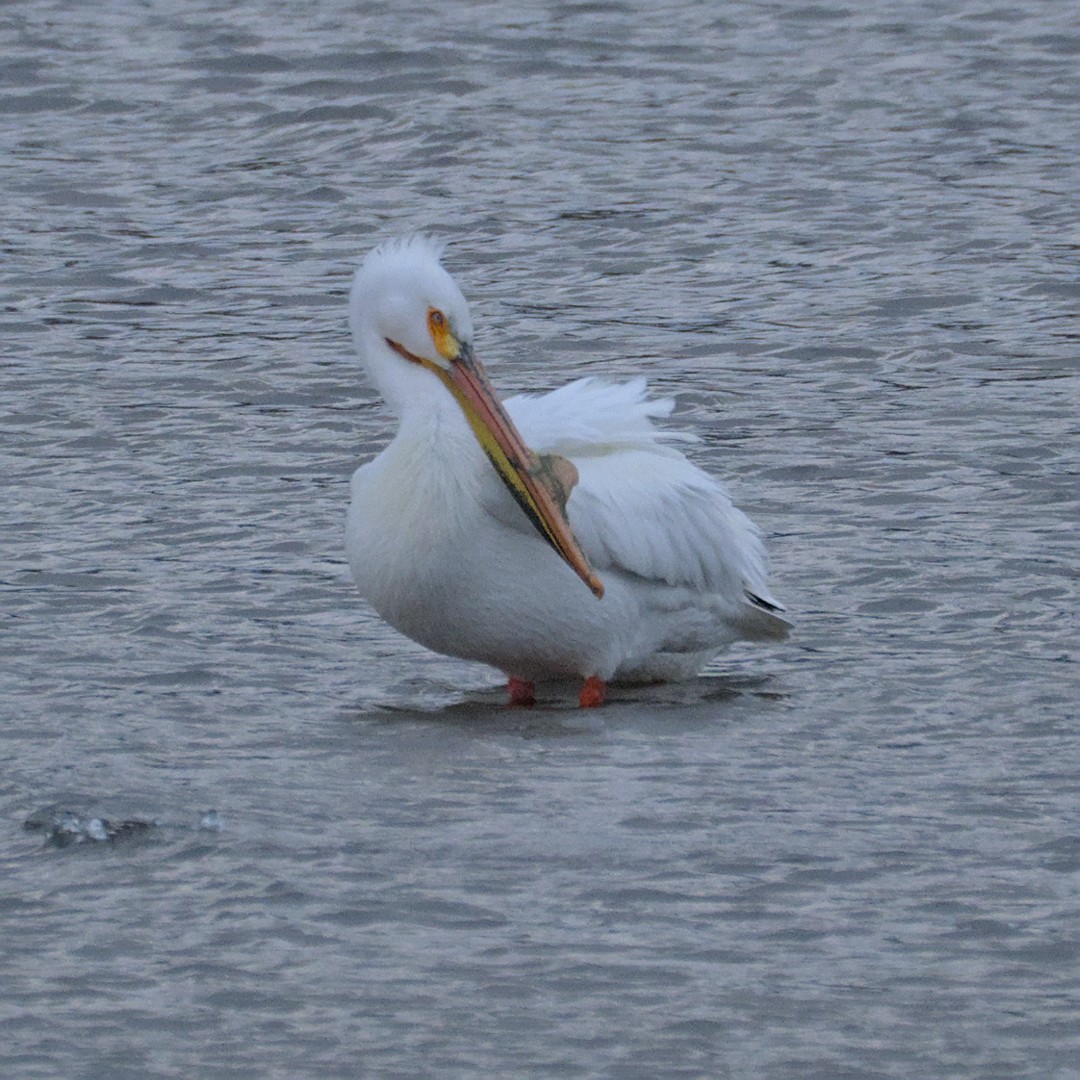 American White Pelican - ML431341951