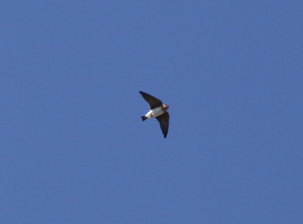 Cave Swallow - ML43134281