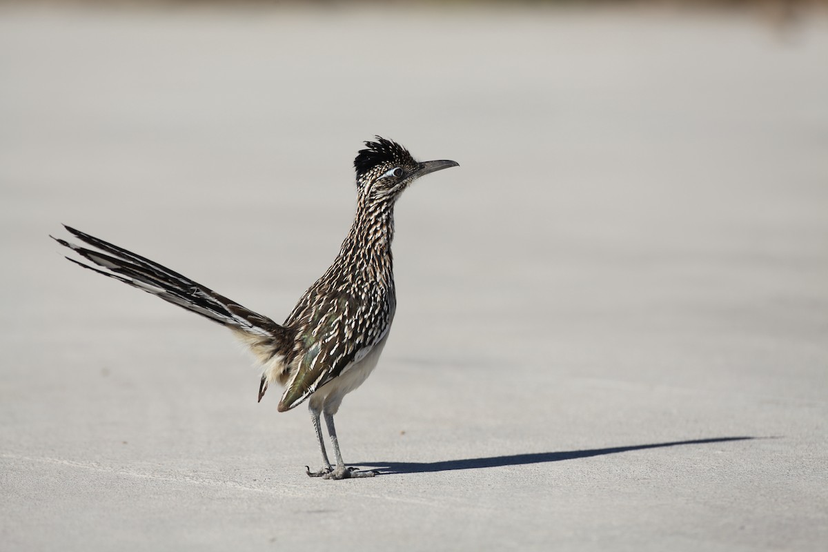 Greater Roadrunner - ML43134331