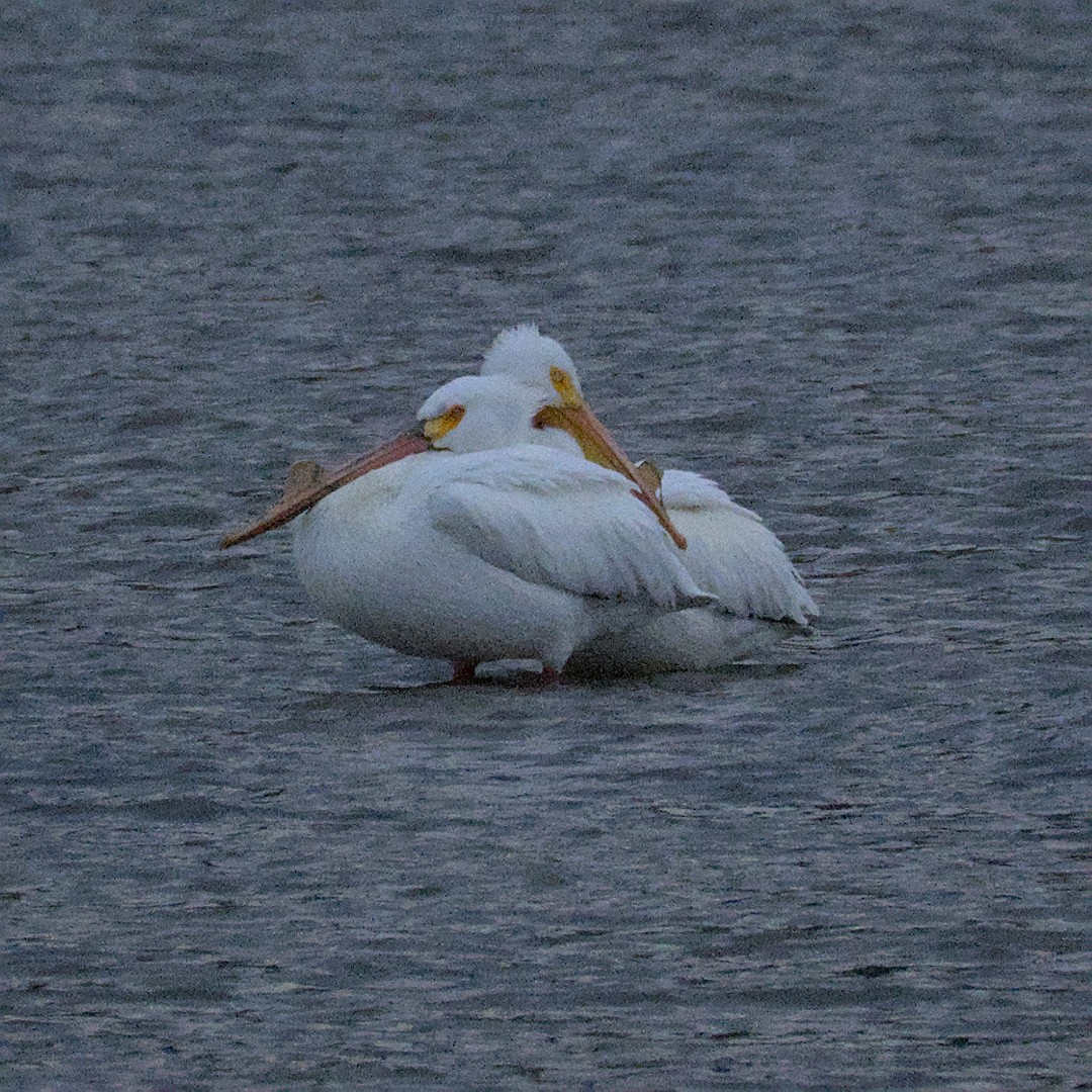 American White Pelican - ML431343631