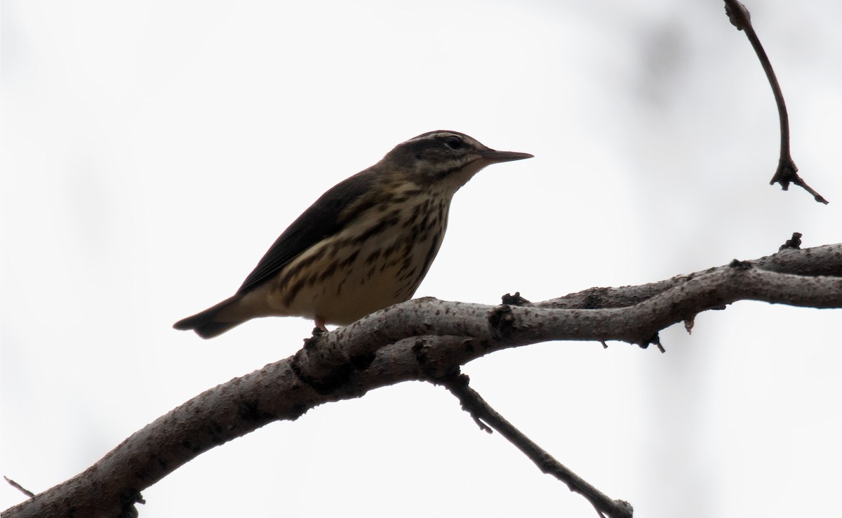 Louisiana Waterthrush - Joshua Uffman