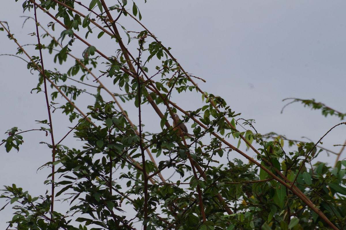 Speckled Mousebird - ML431344131