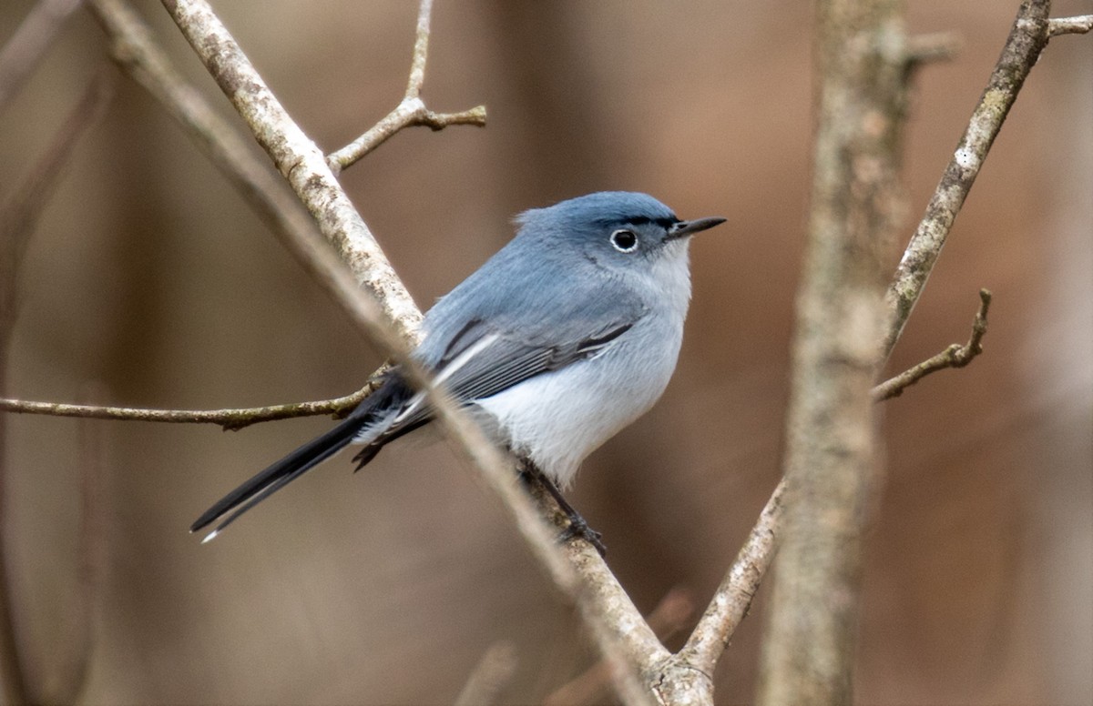 Blue-gray Gnatcatcher - Joshua Uffman