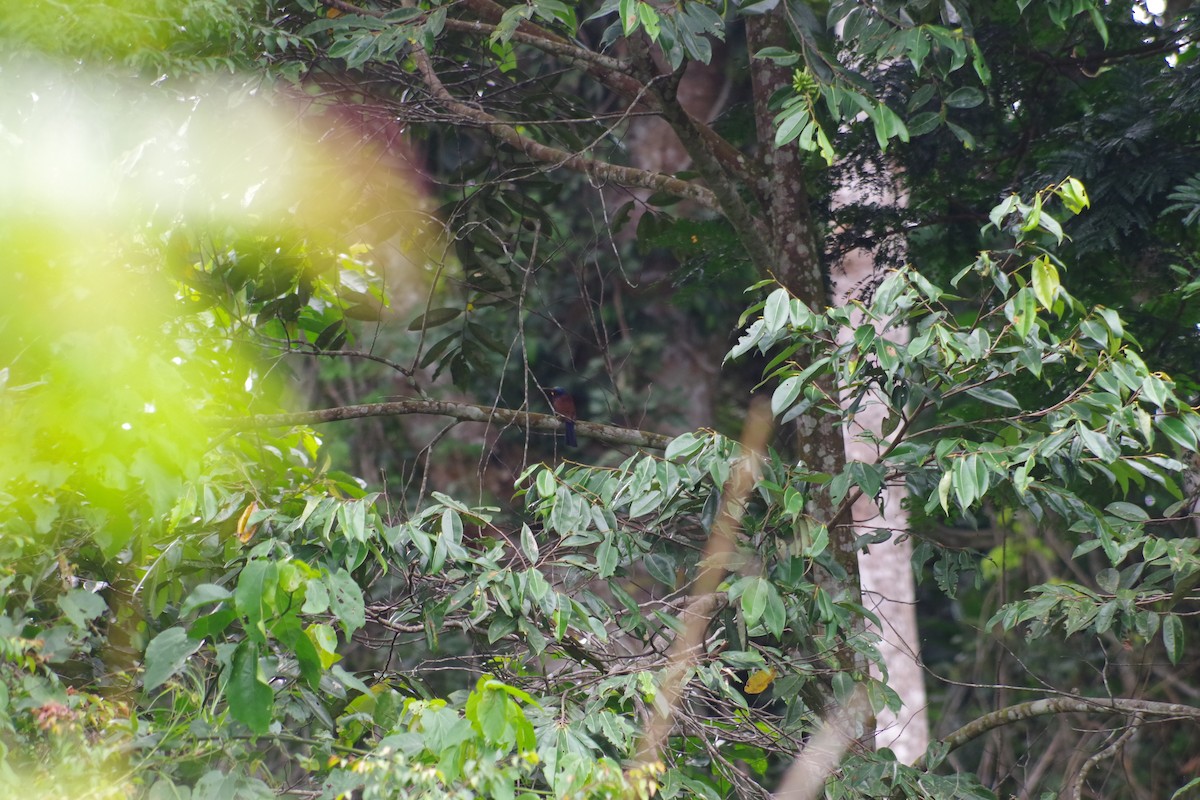 Blue-headed Bee-eater - ML431344881