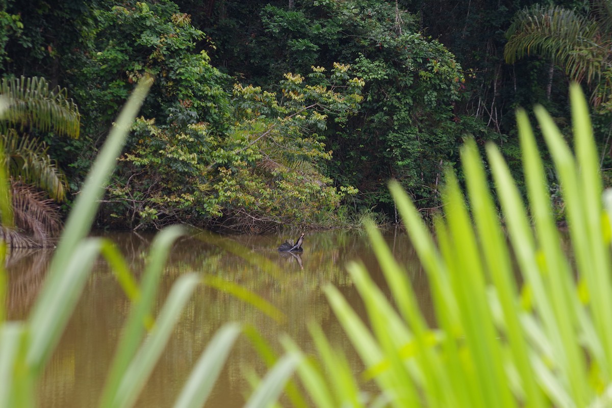 African Darter - ML431345011