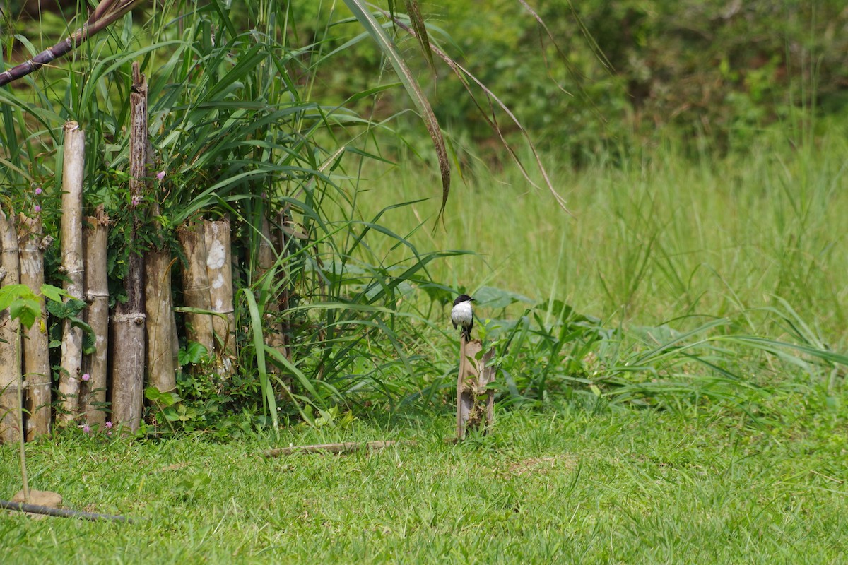 ťuhýk černobílý - ML431345141