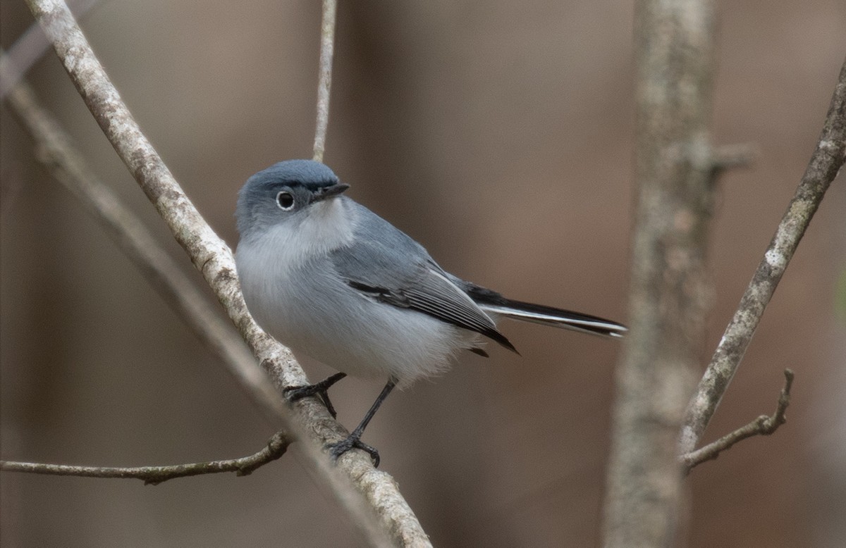 Blue-gray Gnatcatcher - Joshua Uffman