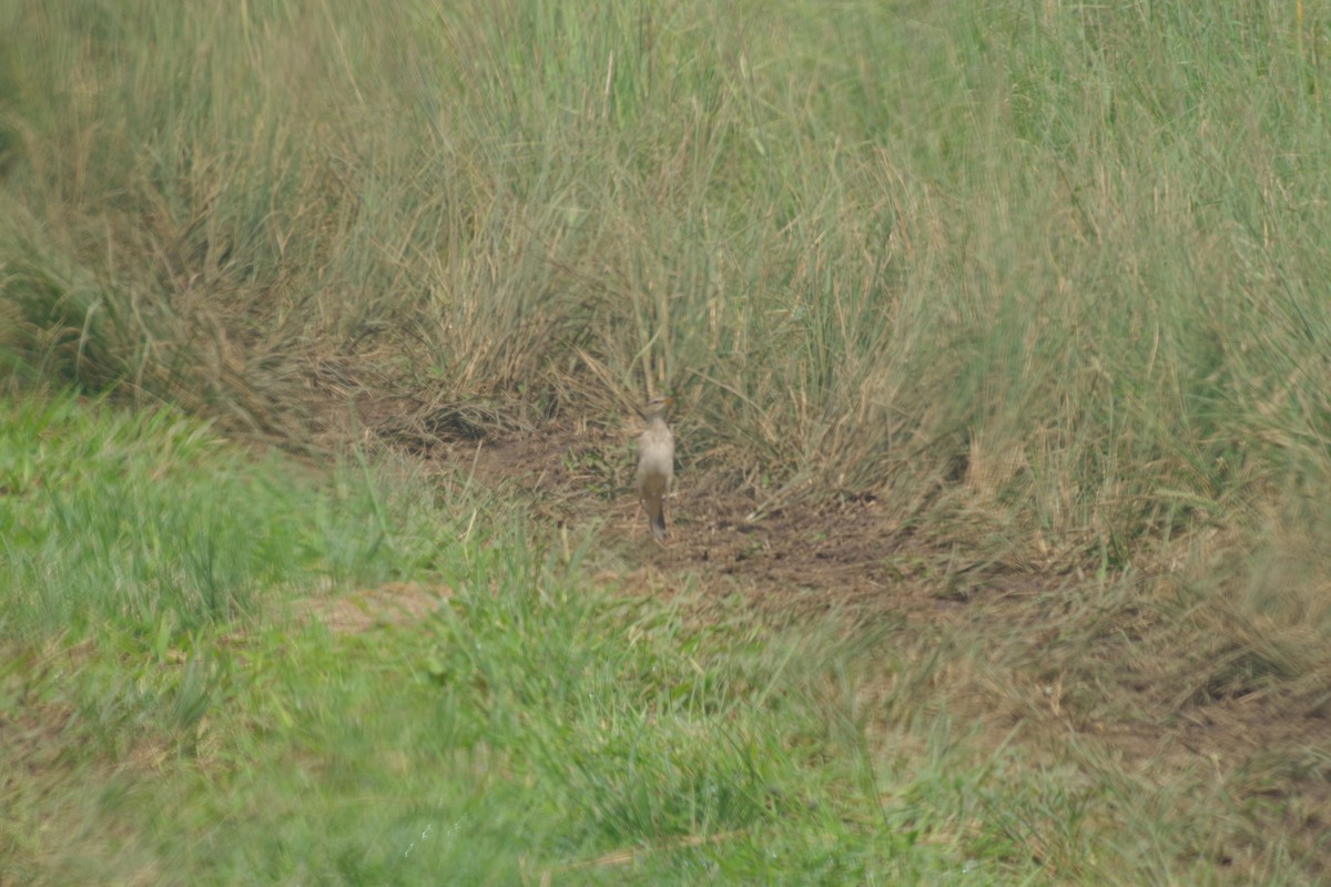 Woodland Pipit - ML431345521