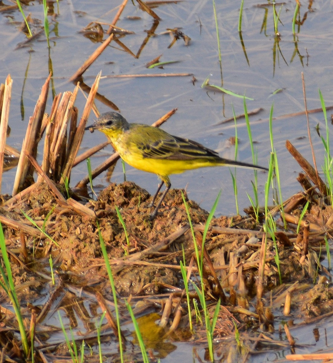 Western Yellow Wagtail - ML431345711