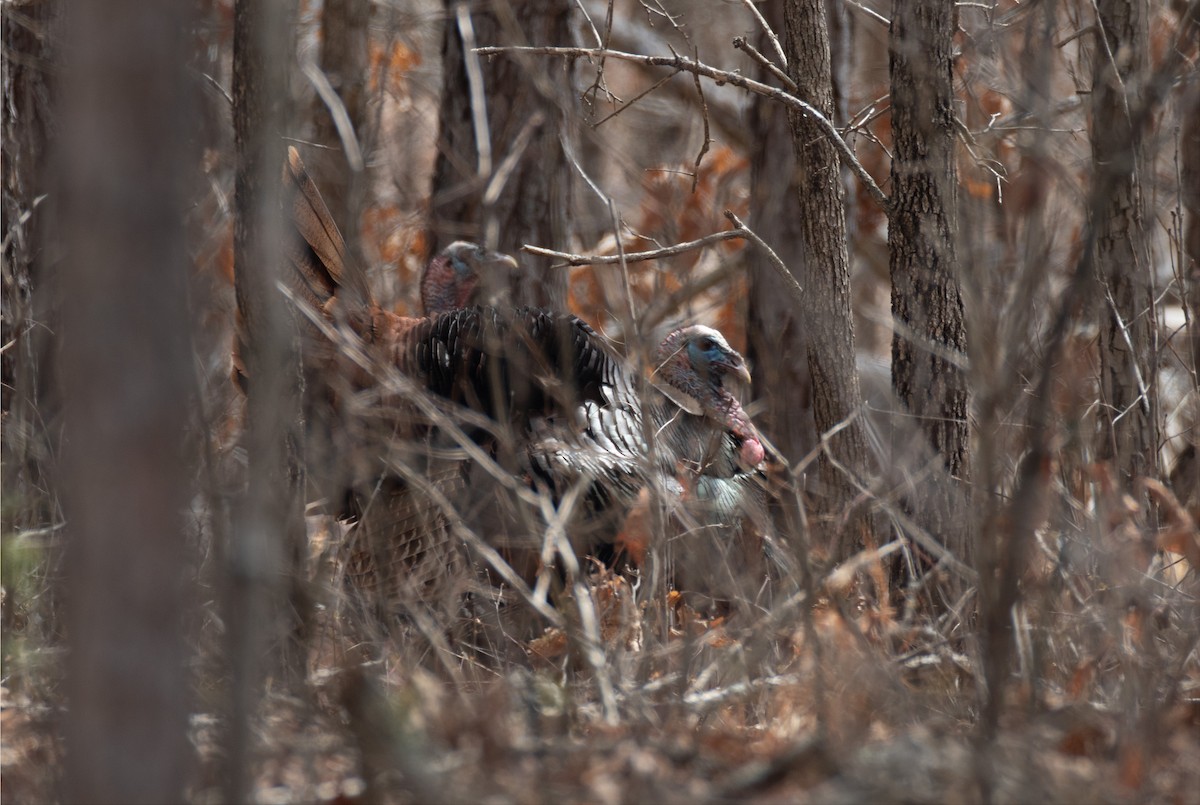 Wild Turkey - Joshua Uffman