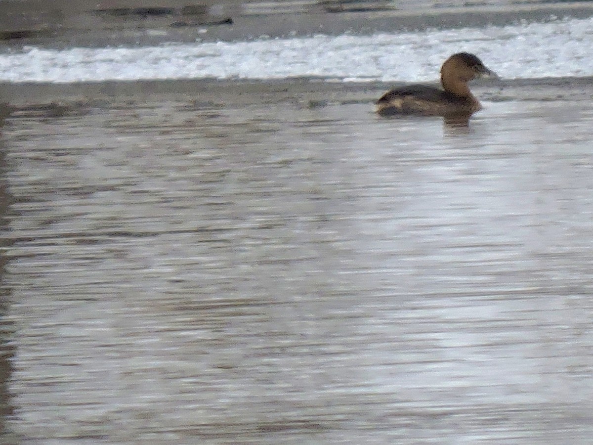 Pied-billed Grebe - ML43134661
