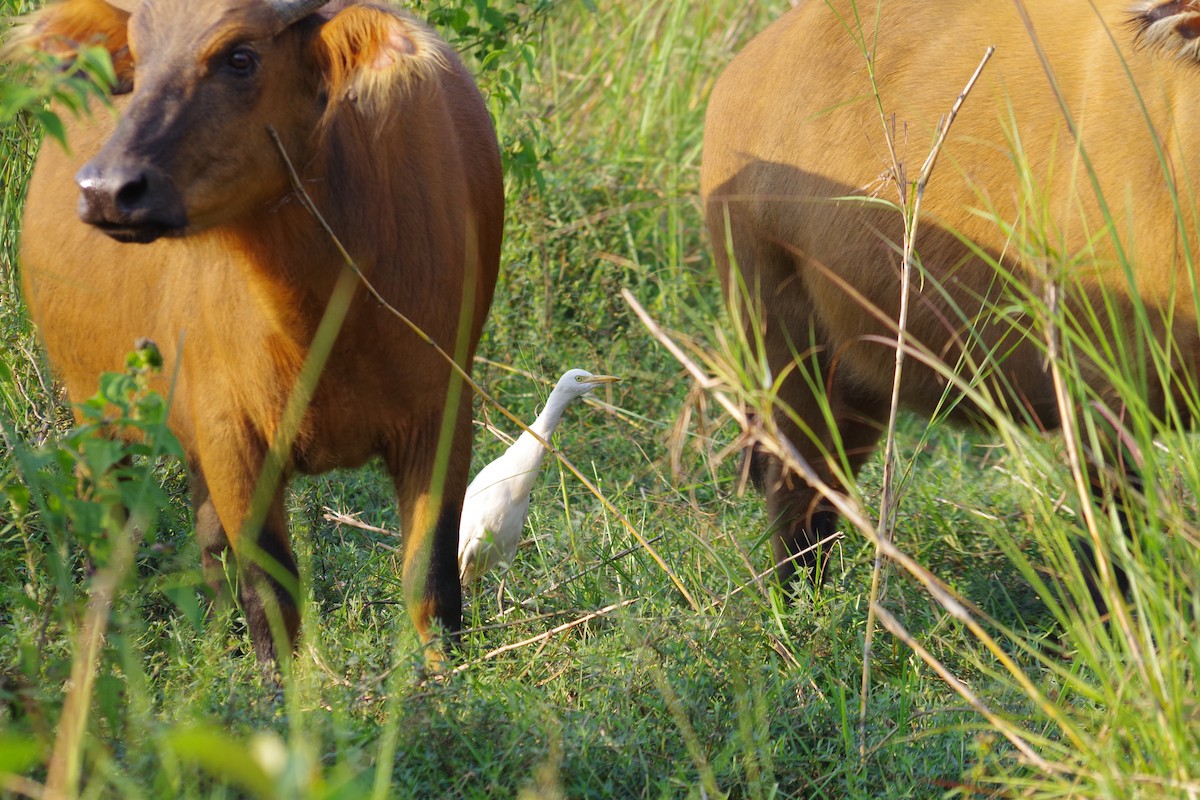 volavka rusohlavá - ML431346721