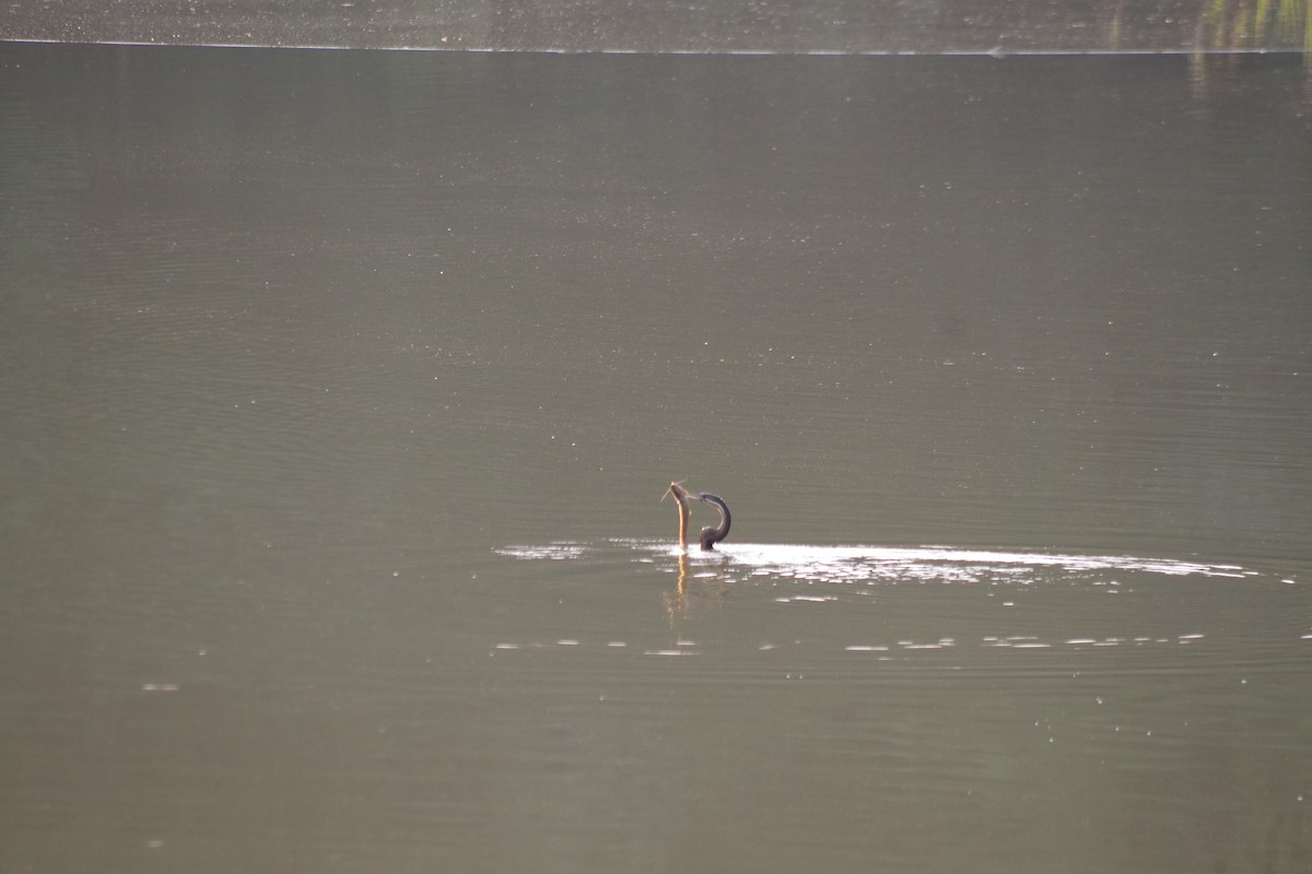 anhinga africká - ML431346761