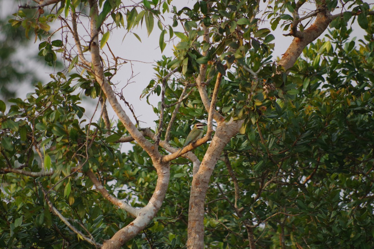 White-throated Bee-eater - ML431347011