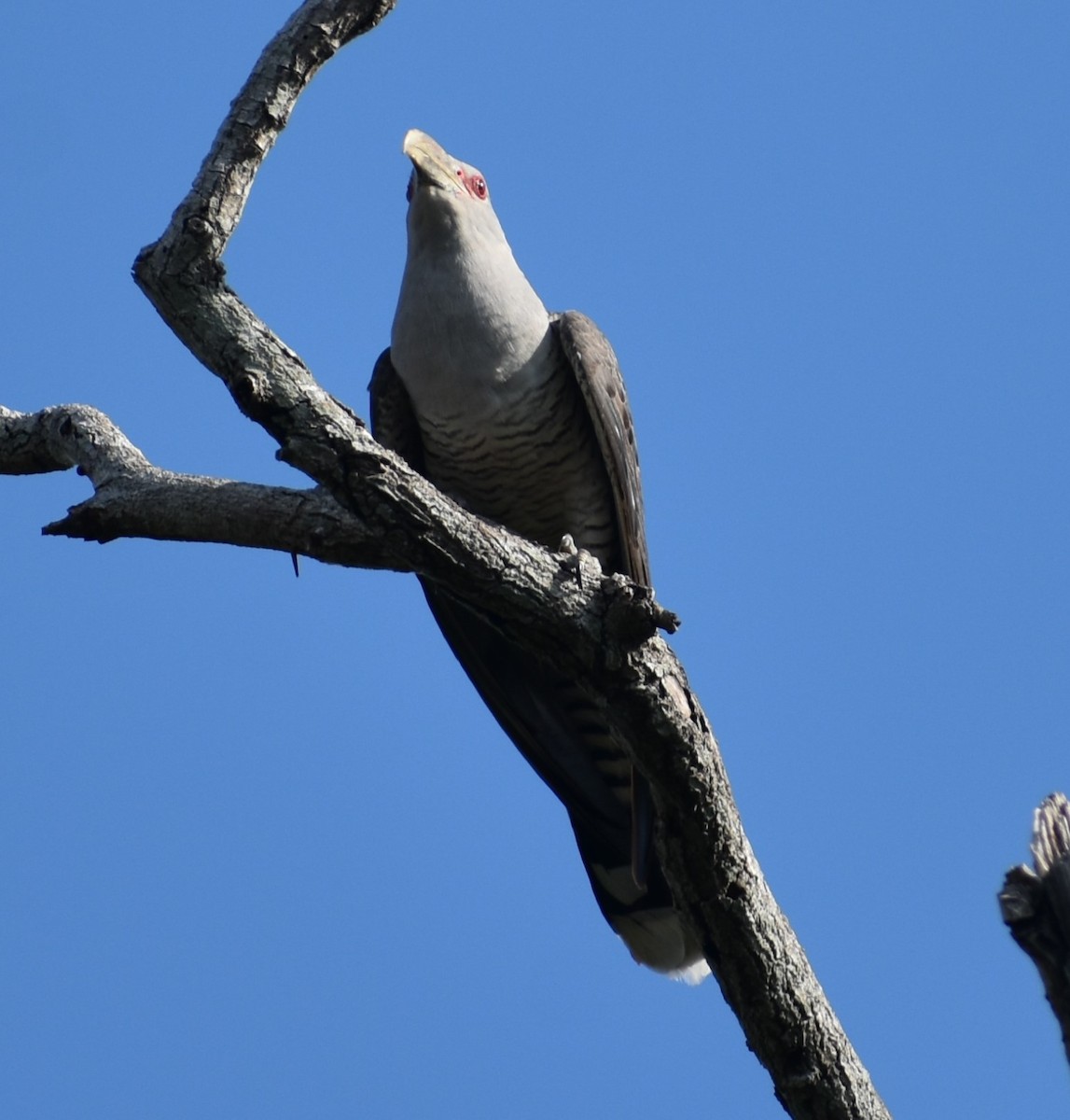 Channel-billed Cuckoo - ML431347261