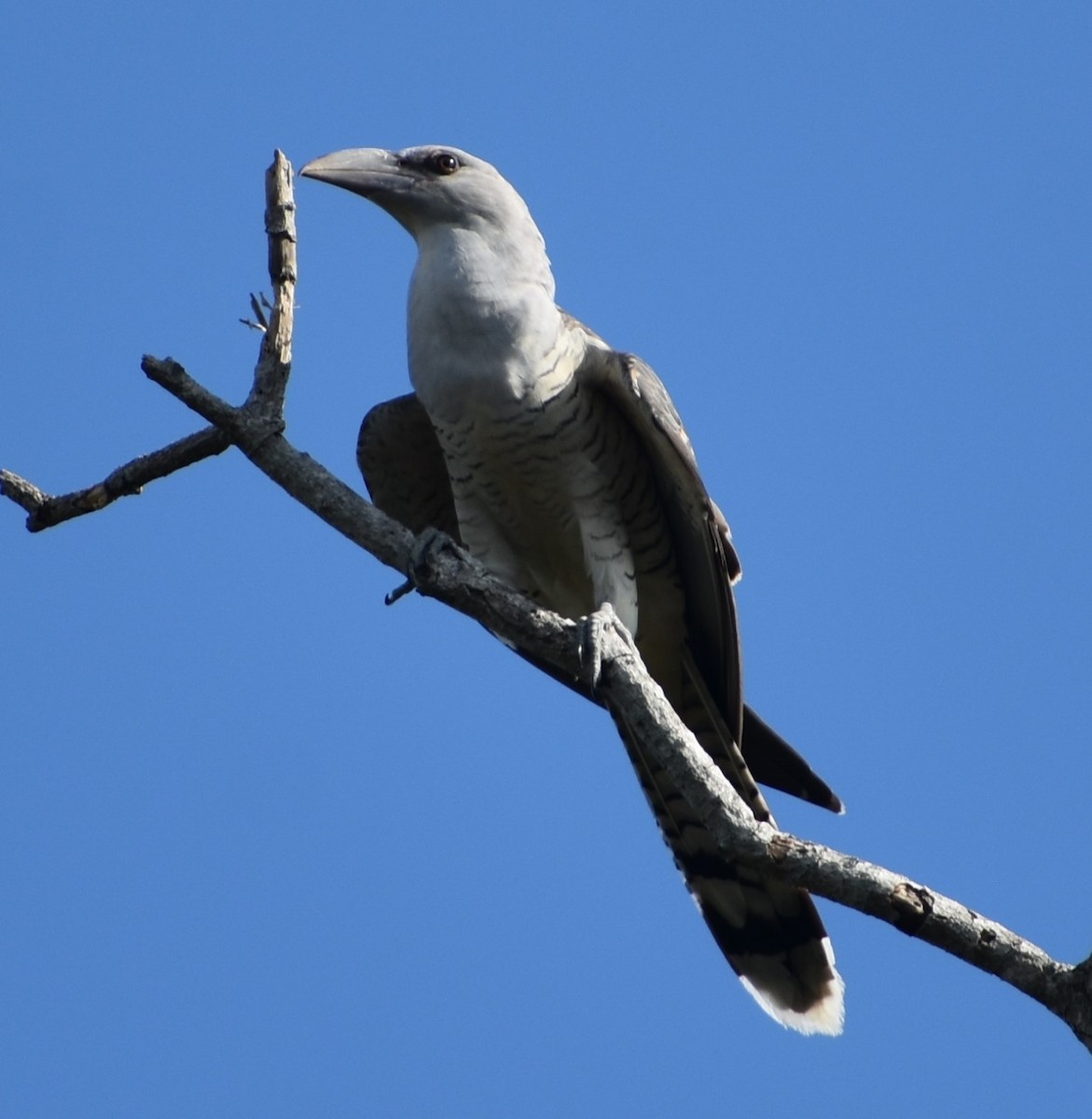 Channel-billed Cuckoo - ML431347281