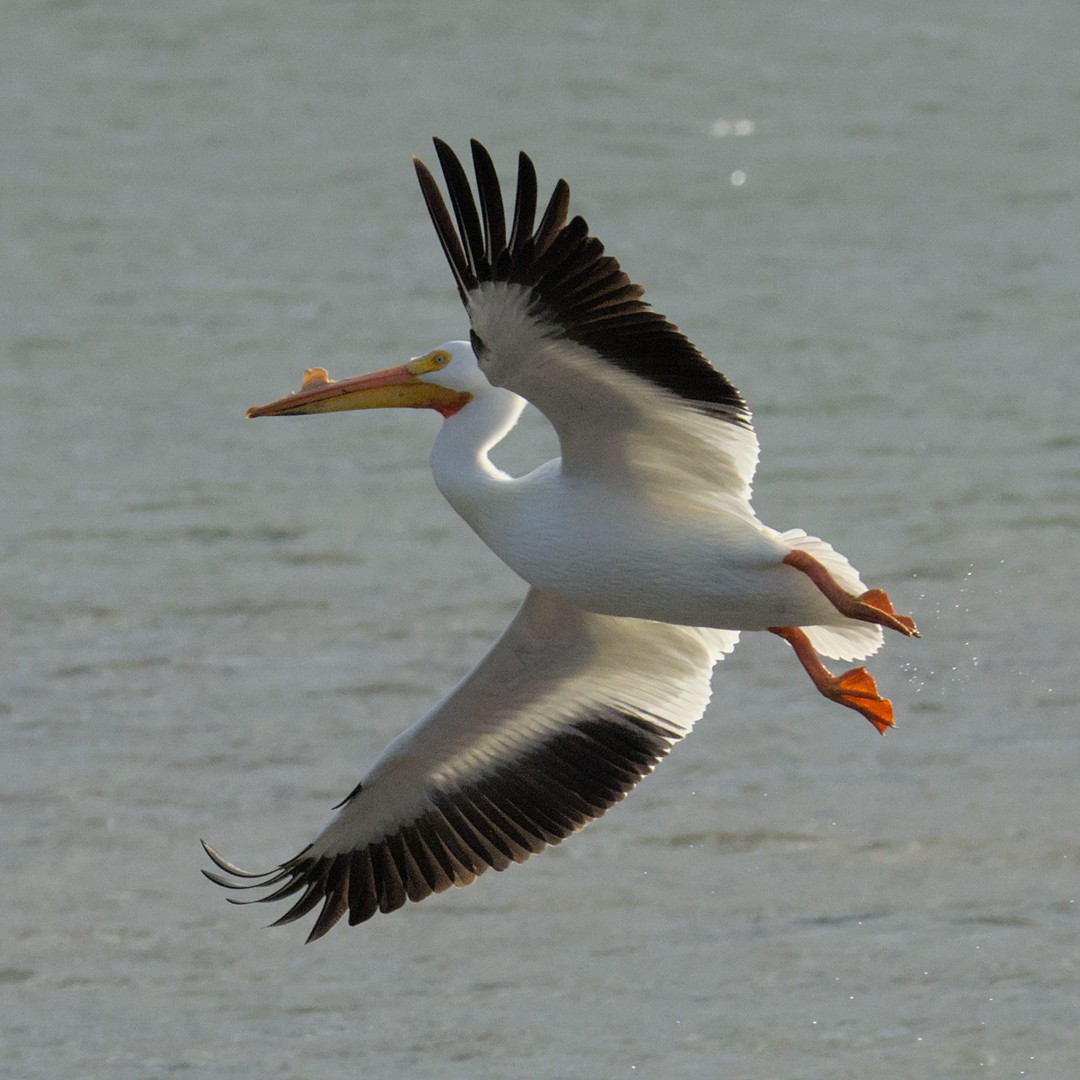 American White Pelican - CJ FLICK