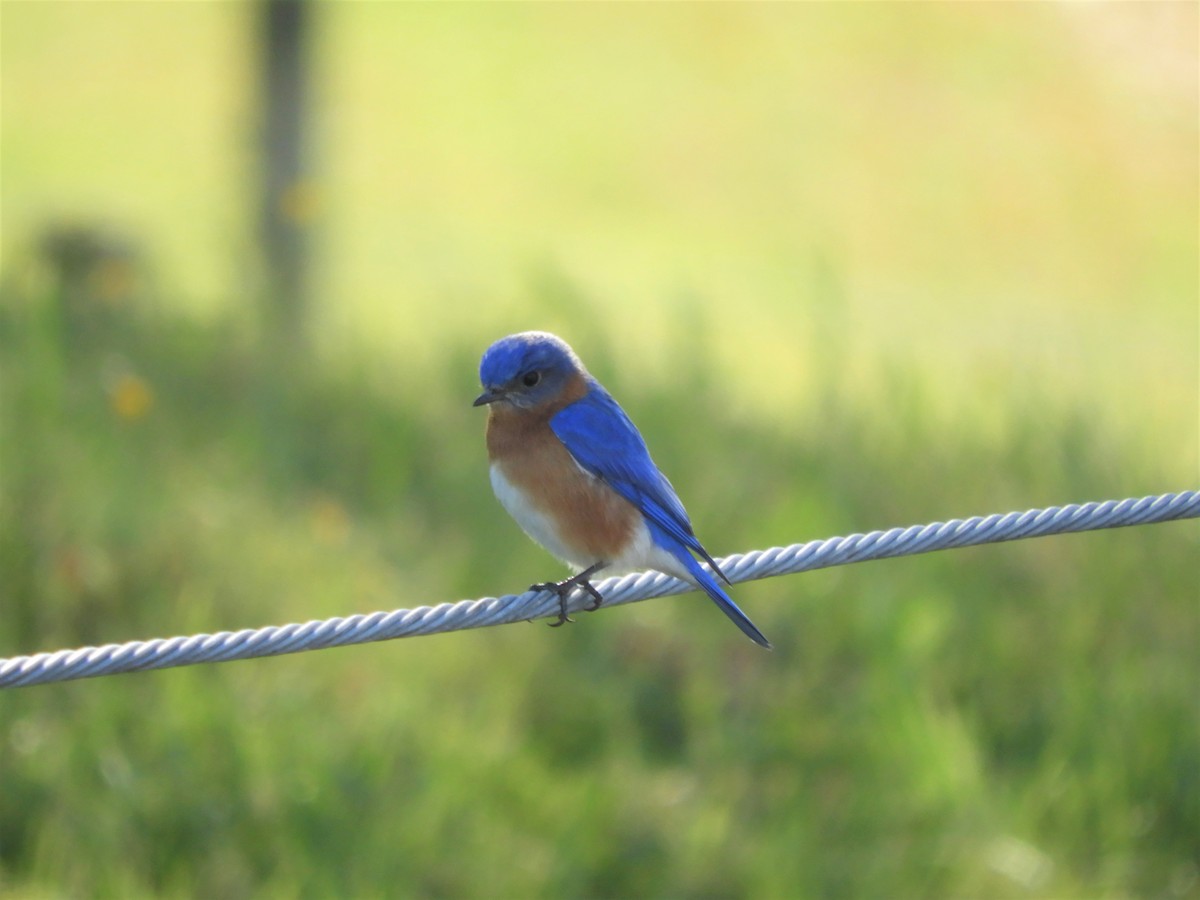 Eastern Bluebird - ML431350411