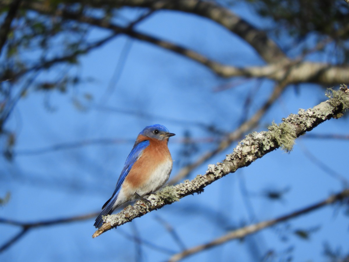 Eastern Bluebird - ML431350571