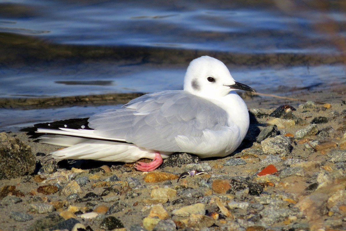 Bonaparte's Gull - Andrew Cameron