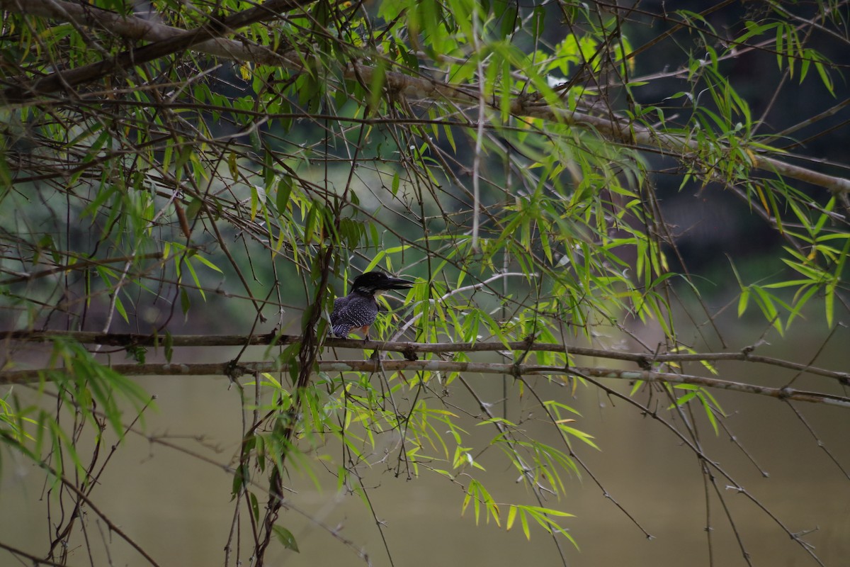 rybařík velký - ML431350651
