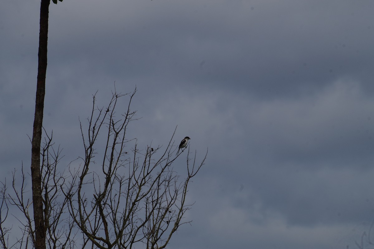 ťuhýk černobílý - ML431350751