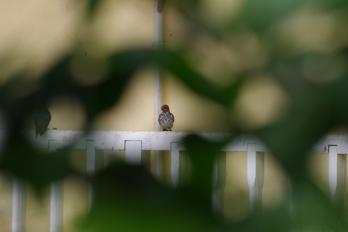 Lesser Striped Swallow - ML431350791