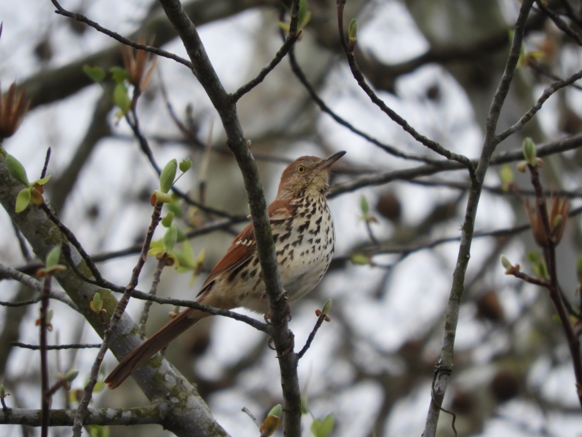 Brown Thrasher - Laura Markley