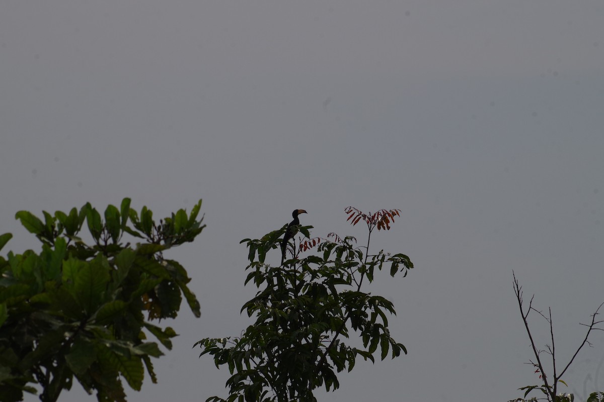 zoborožec strakatý - ML431351341