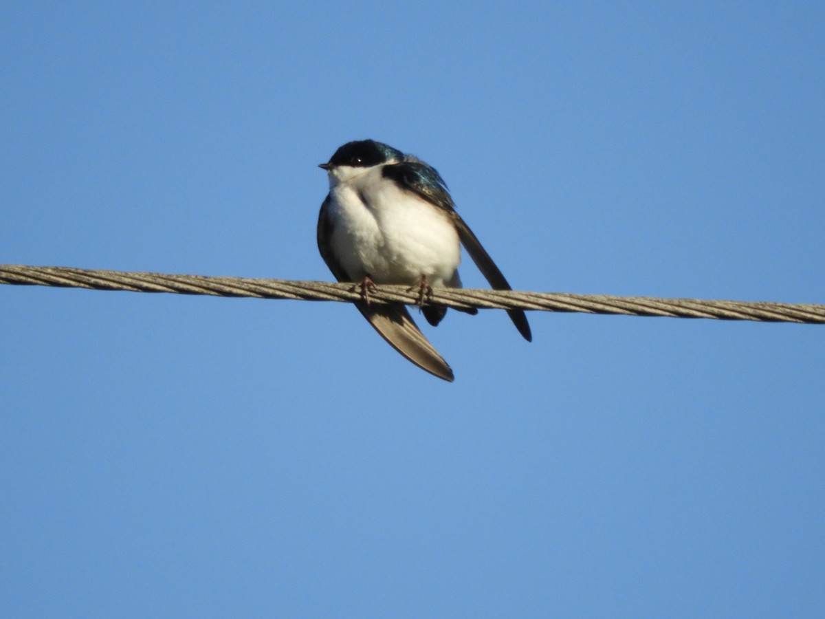 Tree Swallow - Laura Markley