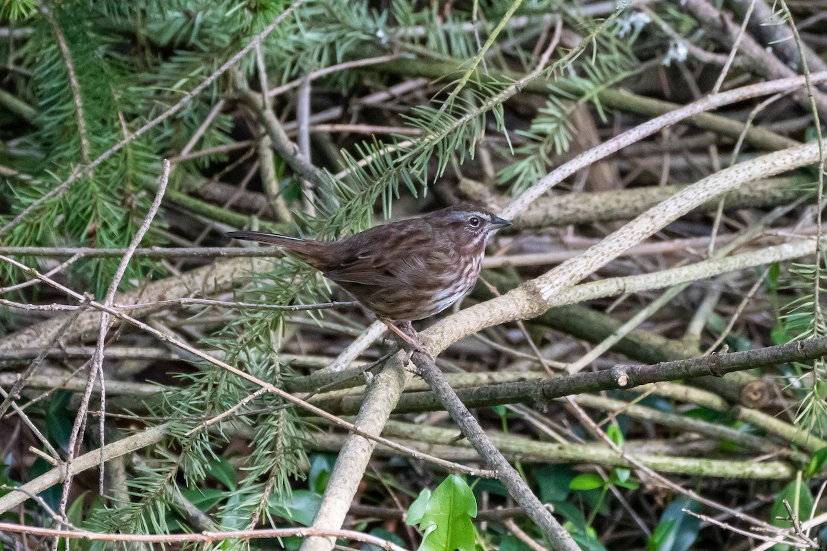 Song Sparrow - ML431352051