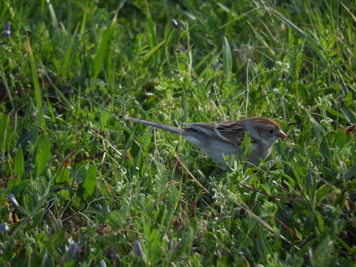 Field Sparrow - ML431352251