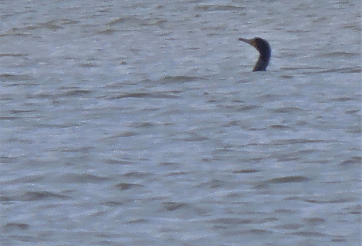 Double-crested Cormorant - ML431352271