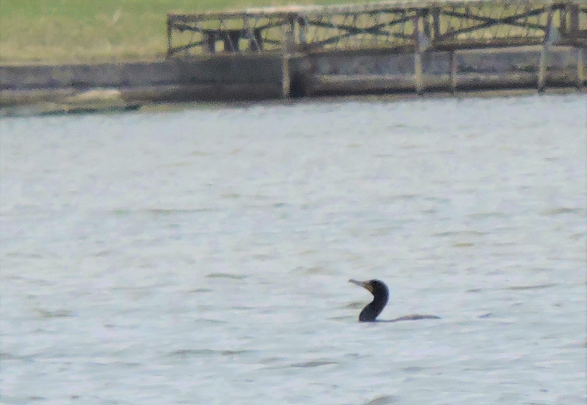 Double-crested Cormorant - ML431352281