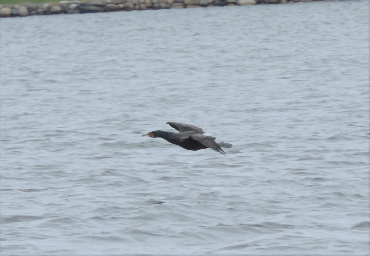 Double-crested Cormorant - ML431352301