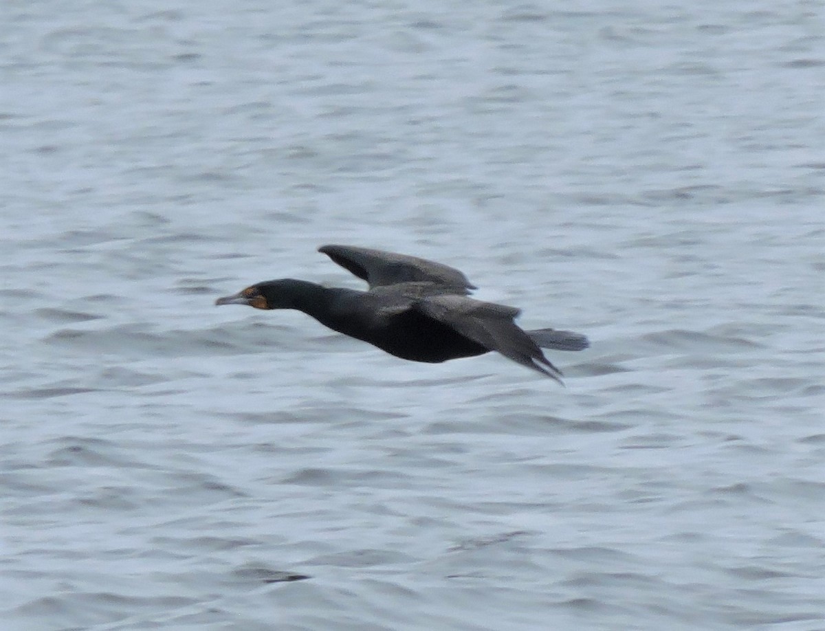 Double-crested Cormorant - ML431352321