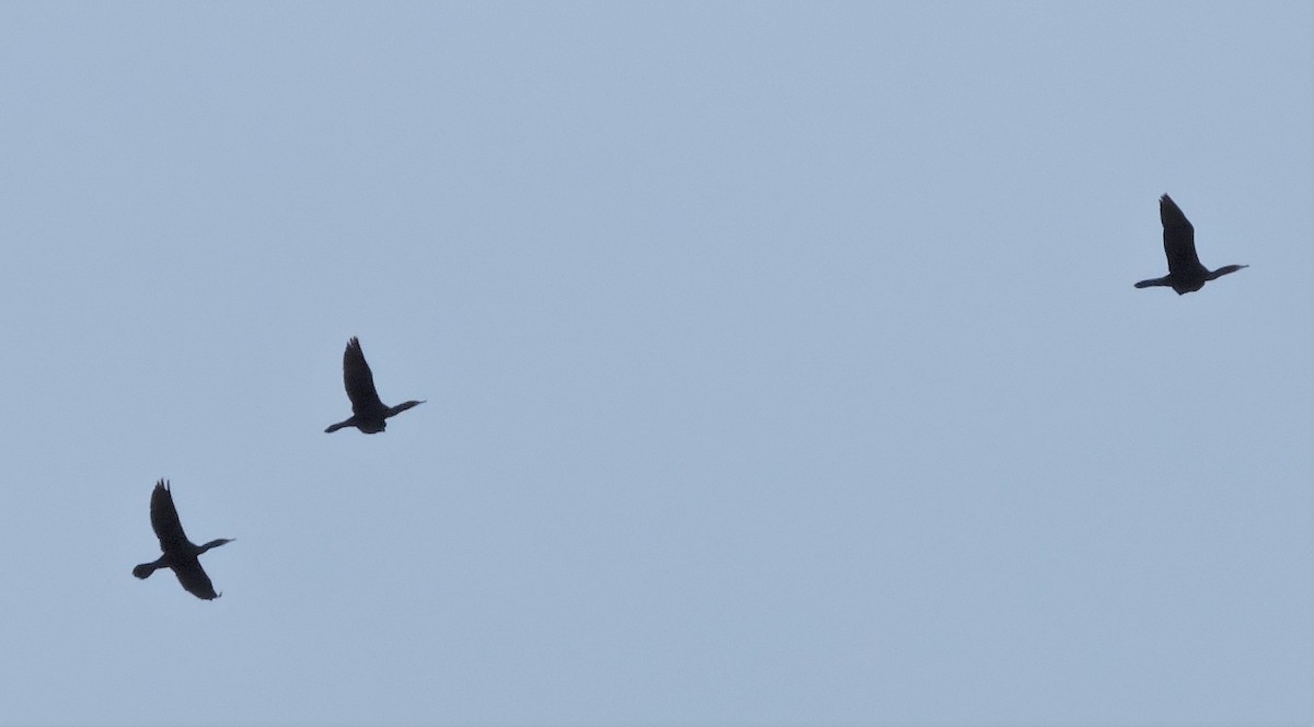 Double-crested Cormorant - ML431352341